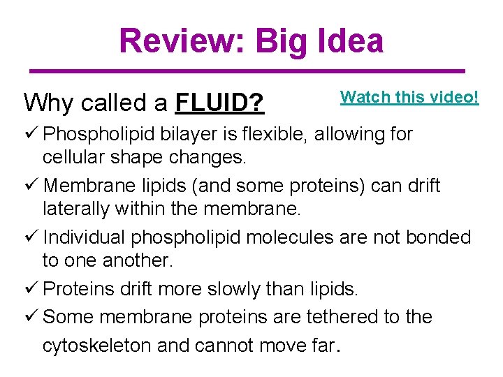 Review: Big Idea Why called a FLUID? Watch this video! ü Phospholipid bilayer is