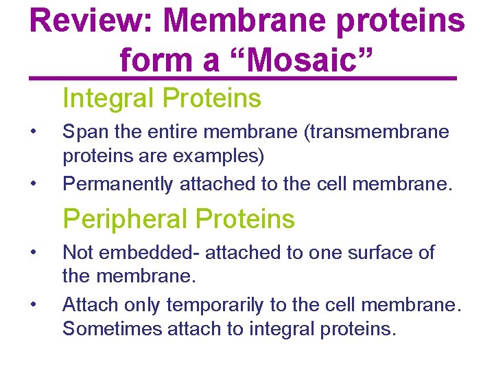 Review: Membrane proteins form a “Mosaic” Integral Proteins • • Span the entire membrane