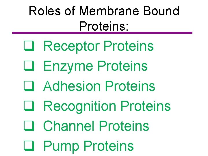 Roles of Membrane Bound Proteins: q q q Receptor Proteins Enzyme Proteins Adhesion Proteins