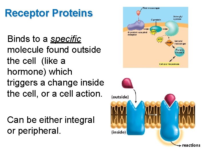Receptor Proteins Binds to a specific molecule found outside the cell (like a hormone)