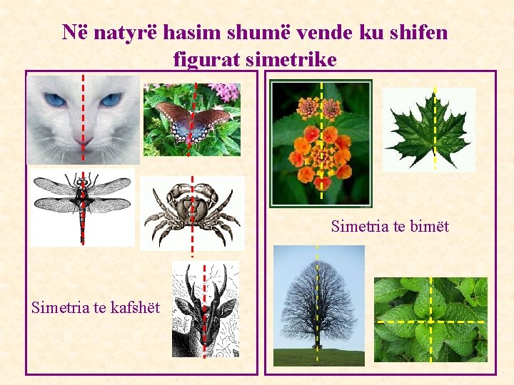 Në natyrë hasim shumë vende ku shifen figurat simetrike Simetria te bimët Simetria te Në natyrë hasim shumë vende ku shifen figurat simetrike Simetria te bimët Simetria te