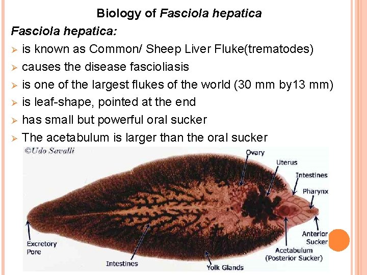 Biology of Fasciola hepatica: Ø is known as Common/ Sheep Liver Fluke(trematodes) Ø causes