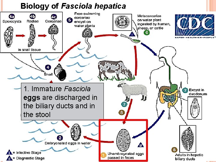 Biology of Fasciola hepatica 1. Immature Fasciola eggs are discharged in the biliary ducts