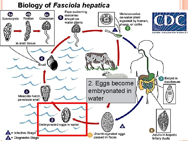 Biology of Fasciola hepatica 2. Eggs become embryonated in water 