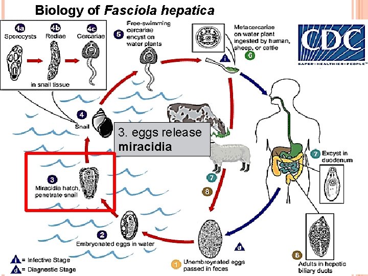 Biology of Fasciola hepatica 3. eggs release miracidia 