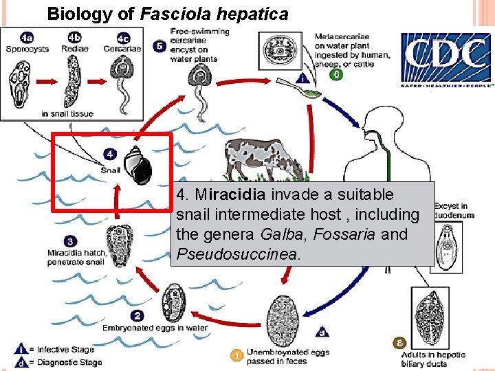 Biology of Fasciola hepatica 4. Miracidia invade a suitable snail intermediate host , including