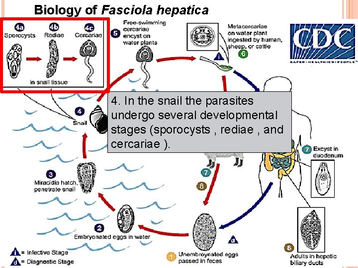 Biology of Fasciola hepatica 4. In the snail the parasites undergo several developmental stages