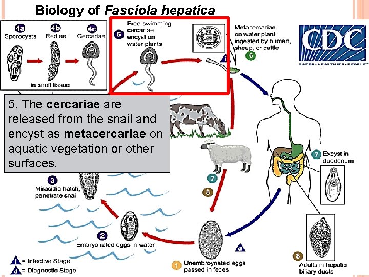 Biology of Fasciola hepatica 5. The cercariae are released from the snail and encyst