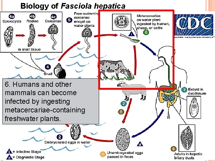 Biology of Fasciola hepatica 6. Humans and other mammals can become infected by ingesting