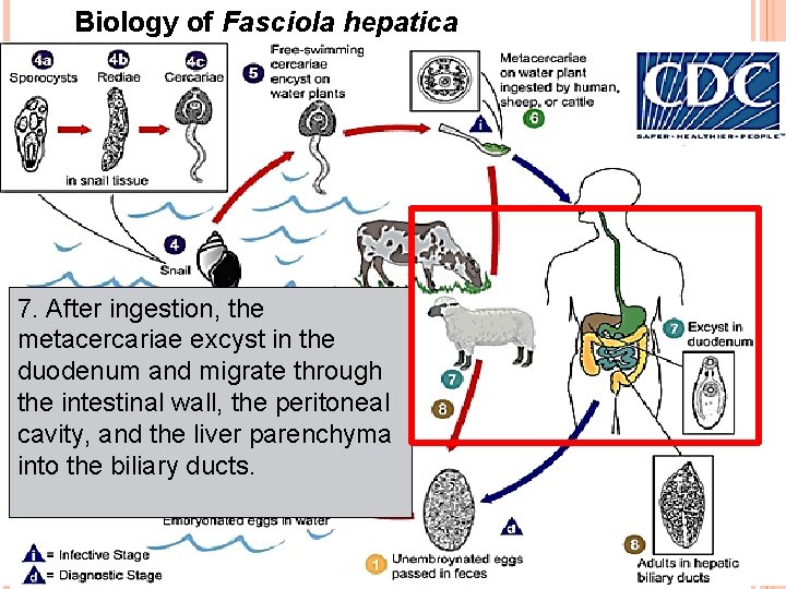 Biology of Fasciola hepatica 7. After ingestion, the metacercariae excyst in the duodenum and