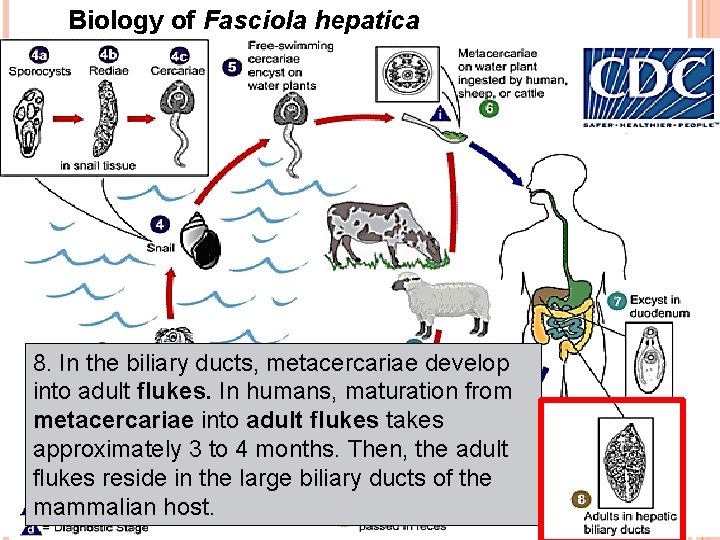 Biology of Fasciola hepatica 8. In the biliary ducts, metacercariae develop into adult flukes.