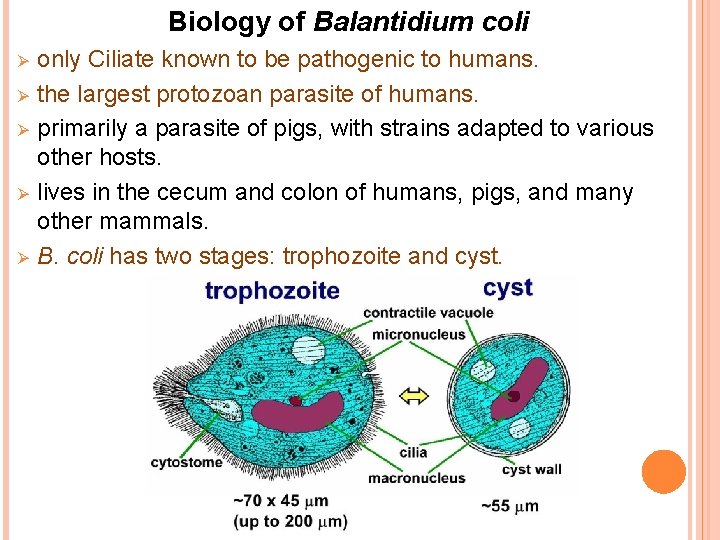 Biology of Balantidium coli Ø Ø Ø only Ciliate known to be pathogenic to