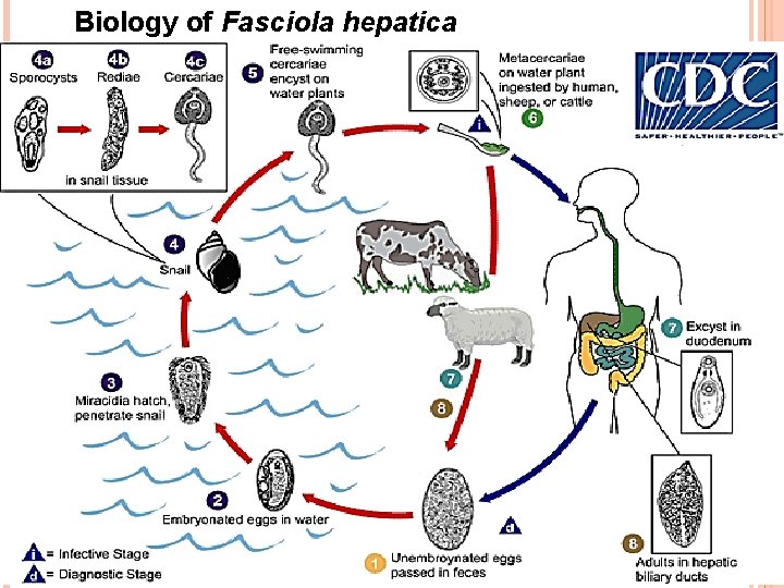 Biology of Fasciola hepatica 