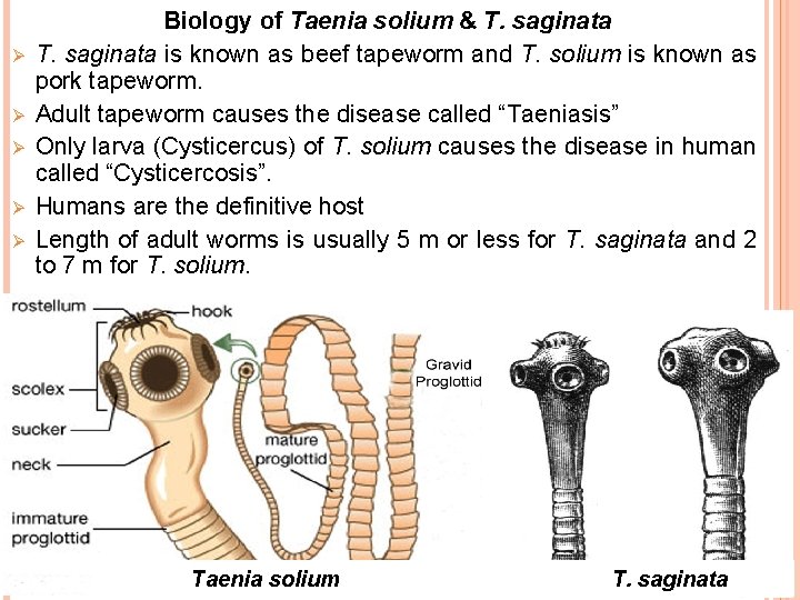Ø Ø Ø Biology of Taenia solium & T. saginata is known as beef