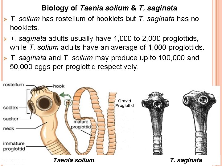 Ø Ø Ø Biology of Taenia solium & T. saginata T. solium has rostellum