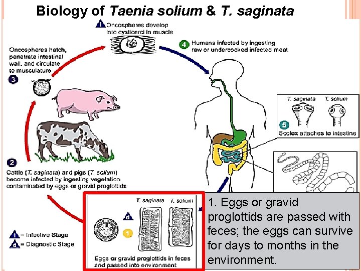 Biology of Taenia solium & T. saginata 1. Eggs or gravid proglottids are passed