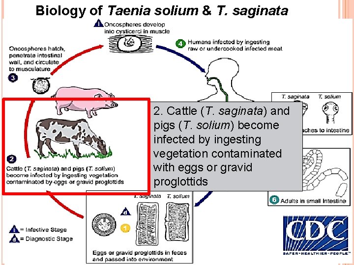 Biology of Taenia solium & T. saginata 2. Cattle (T. saginata) and pigs (T.