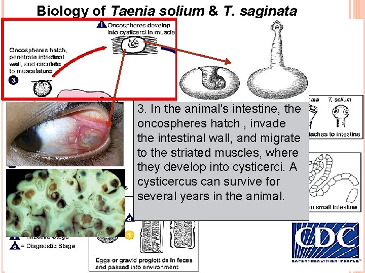 Biology of Taenia solium & T. saginata 3. In the animal's intestine, the oncospheres