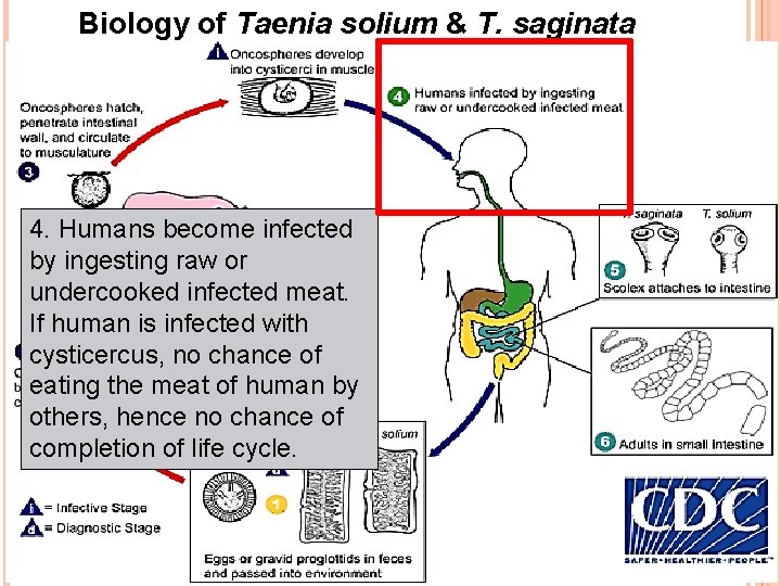 Biology of Taenia solium & T. saginata 4. Humans become infected by ingesting raw