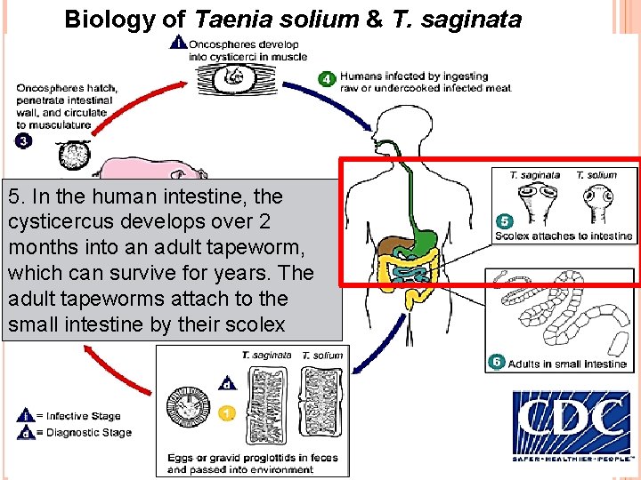Biology of Taenia solium & T. saginata 5. In the human intestine, the cysticercus