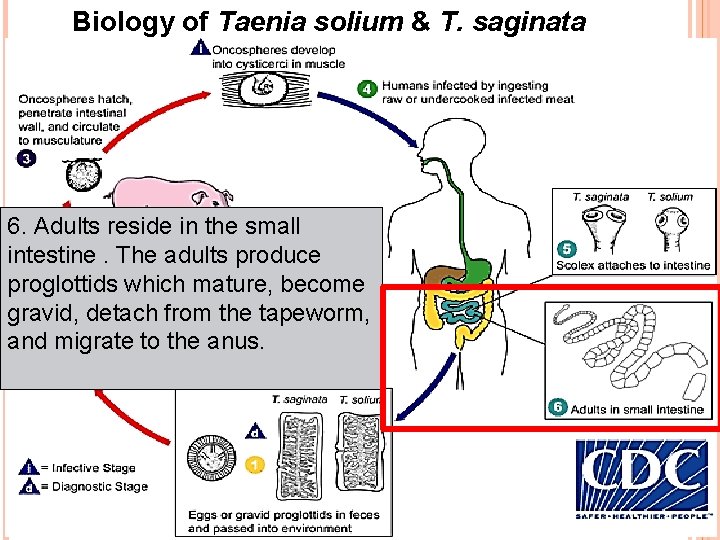 Biology of Taenia solium & T. saginata 6. Adults reside in the small intestine.