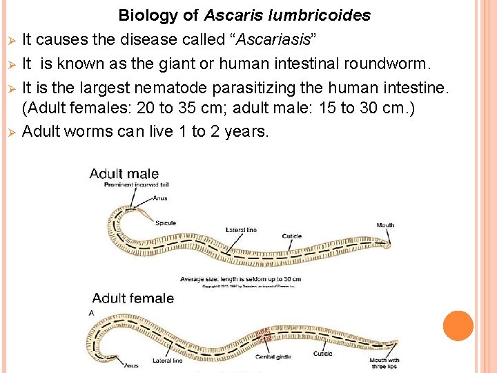 Ø Ø Biology of Ascaris lumbricoides It causes the disease called “Ascariasis” It is