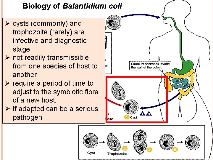Biology of Balantidium coli Ø cysts (commonly) and trophozoite (rarely) are infective and diagnostic