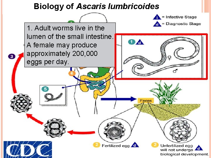 Biology of Ascaris lumbricoides 1. Adult worms live in the lumen of the small