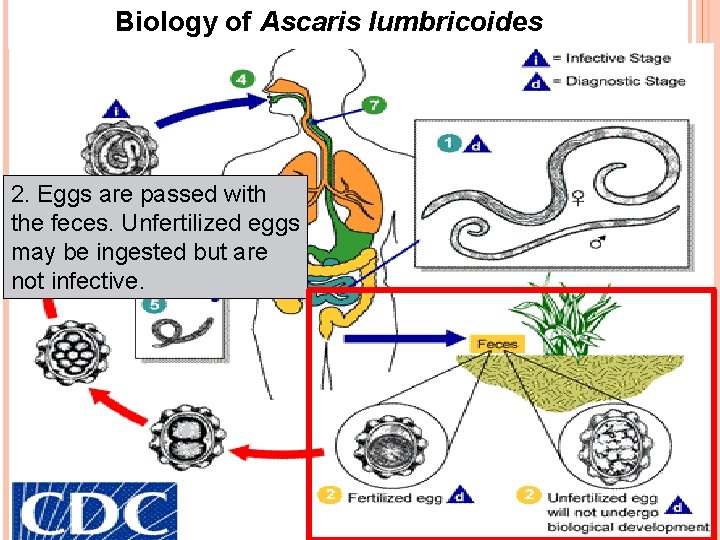 Biology of Ascaris lumbricoides 2. Eggs are passed with the feces. Unfertilized eggs may