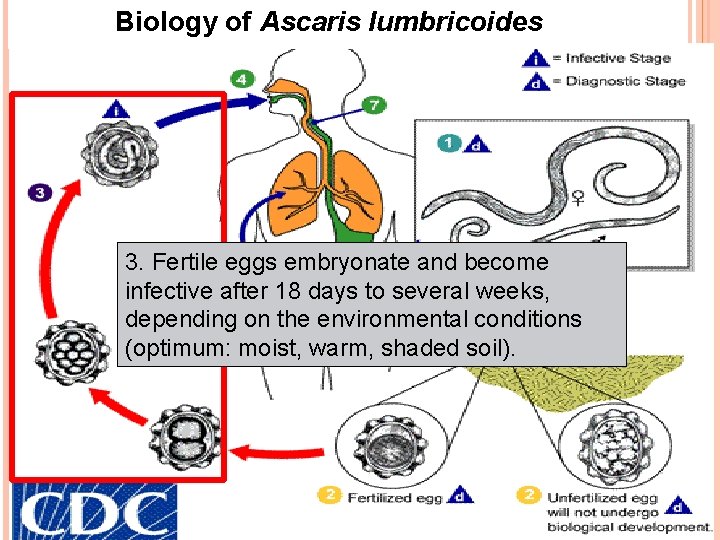 Biology of Ascaris lumbricoides 3. Fertile eggs embryonate and become infective after 18 days