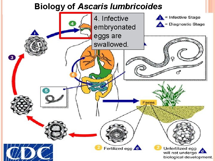 Biology of Ascaris lumbricoides 4. Infective embryonated eggs are swallowed. 