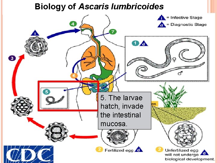 Biology of Ascaris lumbricoides 5. The larvae hatch, invade the intestinal mucosa. 