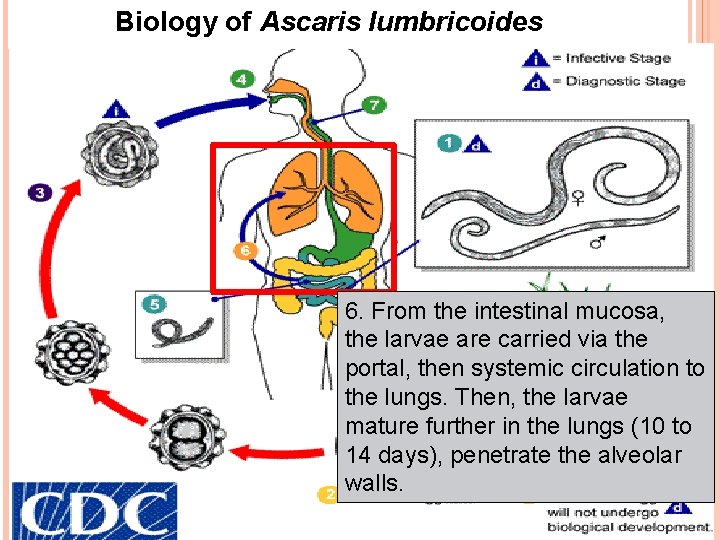 Biology of Ascaris lumbricoides 6. From the intestinal mucosa, the larvae are carried via