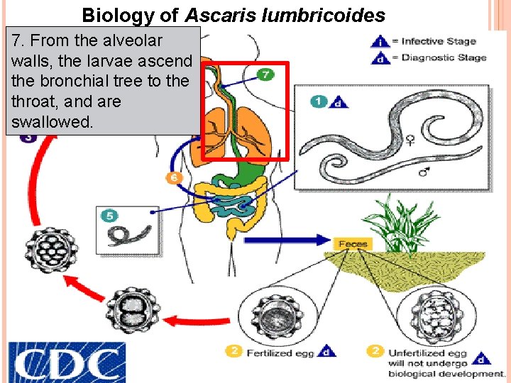 Biology of Ascaris lumbricoides 7. From the alveolar walls, the larvae ascend the bronchial