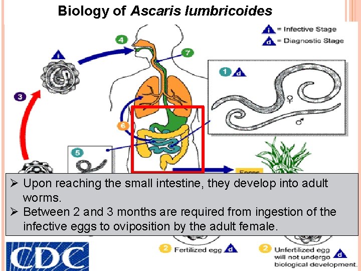 Biology of Ascaris lumbricoides Ø Upon reaching the small intestine, they develop into adult