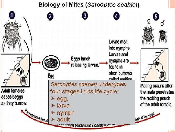 Biology of Mites (Sarcoptes scabiei) Sarcoptes scabiei undergoes four stages in its life cycle: