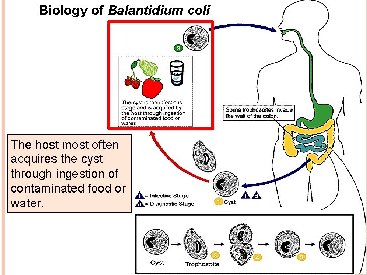 Biology of Balantidium coli The host most often acquires the cyst through ingestion of