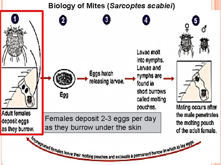Biology of Mites (Sarcoptes scabiei) Females deposit 2 -3 eggs per day as they