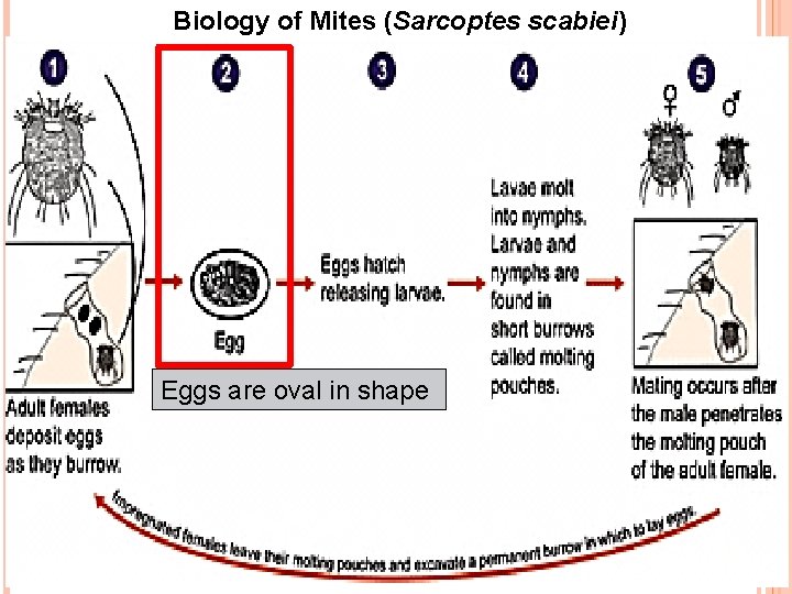 Biology of Mites (Sarcoptes scabiei) Eggs are oval in shape 