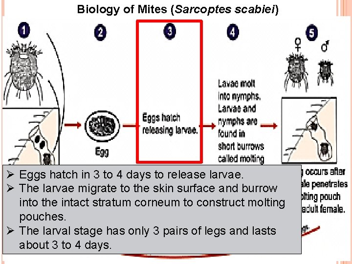 Biology of Mites (Sarcoptes scabiei) Ø Eggs hatch in 3 to 4 days to