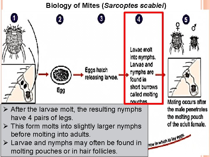 Biology of Mites (Sarcoptes scabiei) Ø After the larvae molt, the resulting nymphs have