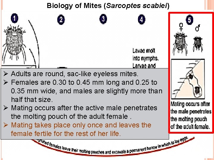 Biology of Mites (Sarcoptes scabiei) Ø Adults are round, sac-like eyeless mites. Ø Females