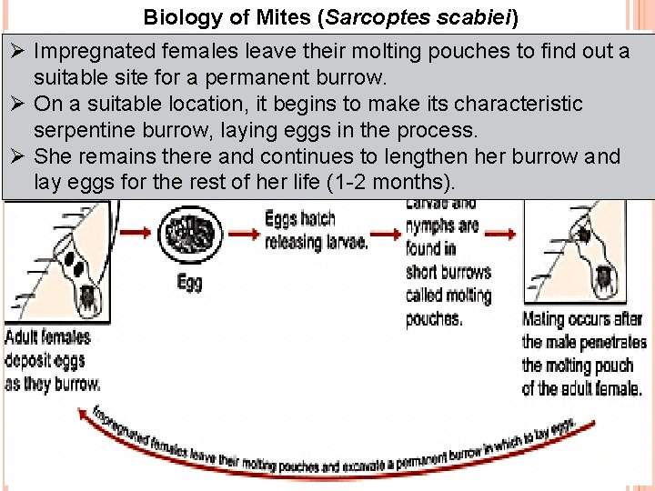 Biology of Mites (Sarcoptes scabiei) Ø Impregnated females leave their molting pouches to find
