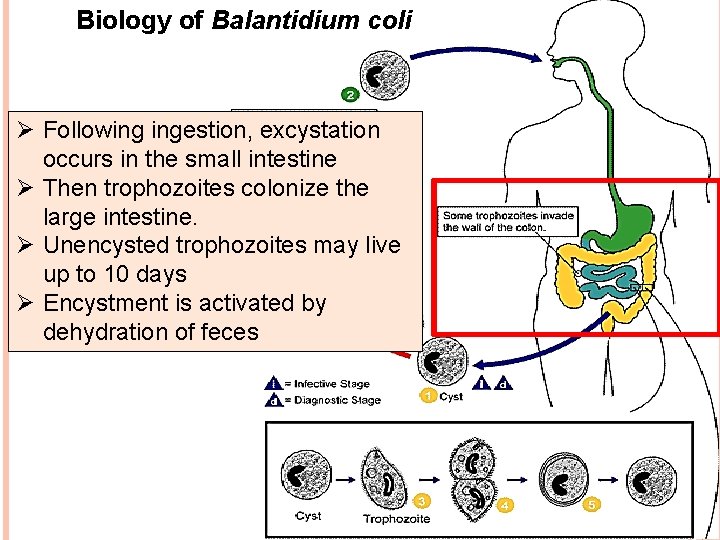 Biology of Balantidium coli Ø Following ingestion, excystation occurs in the small intestine Ø