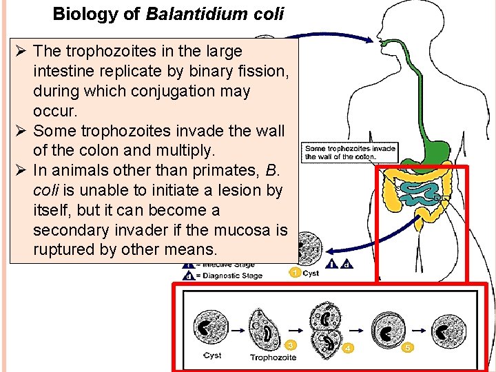 Biology of Balantidium coli Ø The trophozoites in the large intestine replicate by binary