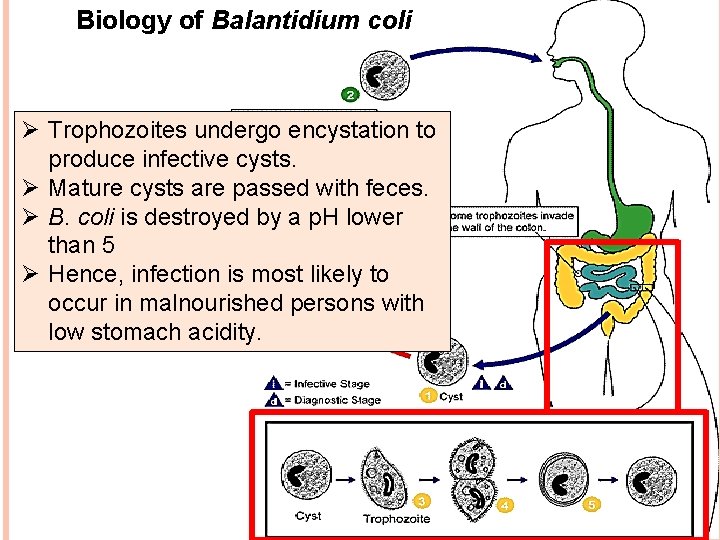 Biology of Balantidium coli Ø Trophozoites undergo encystation to produce infective cysts. Ø Mature