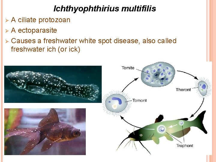 Ichthyophthirius multifilis Ø Ø Ø A ciliate protozoan A ectoparasite Causes a freshwater white