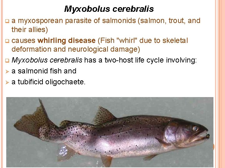 Myxobolus cerebralis a myxosporean parasite of salmonids (salmon, trout, and their allies) q causes