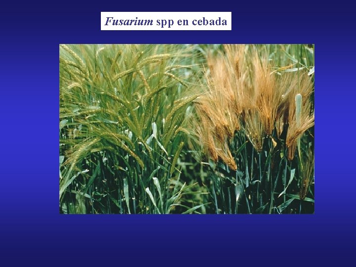 Fusarium spp en cebada 