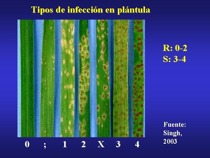 Tipos de infección en plántula R: 0 -2 S: 3 -4 0 ; 1